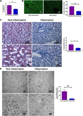 Molecular and Cellular Mechanisms of Lipid Droplet Breakdown in the Liver of Chinese Soft-Shelled Turtle (Pelodiscus sinensis)